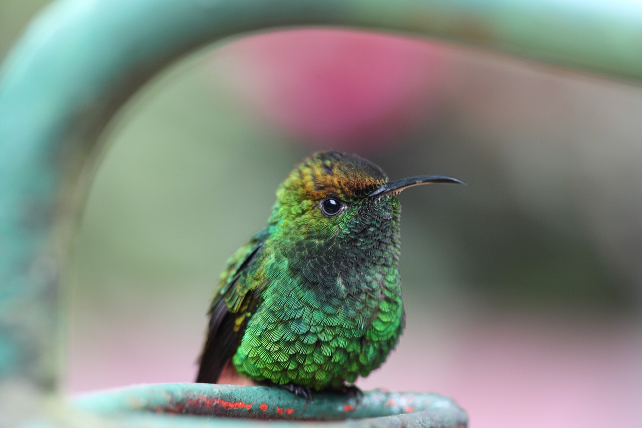 Top 10 Garden Plants for Hummingbird Attraction